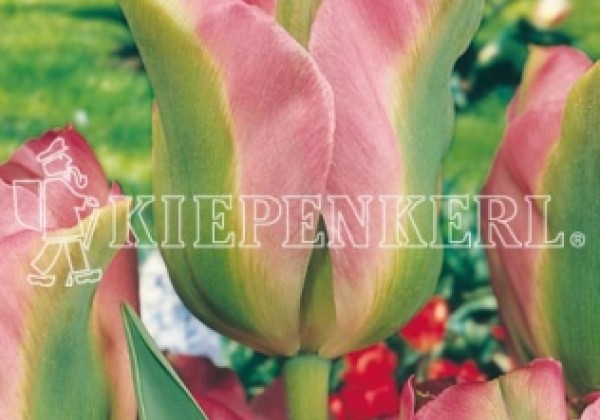 Tulipa, zaļziedu Groenland 11/12