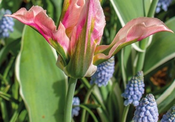 Tulipa, zaļziedu Virichic 11/12