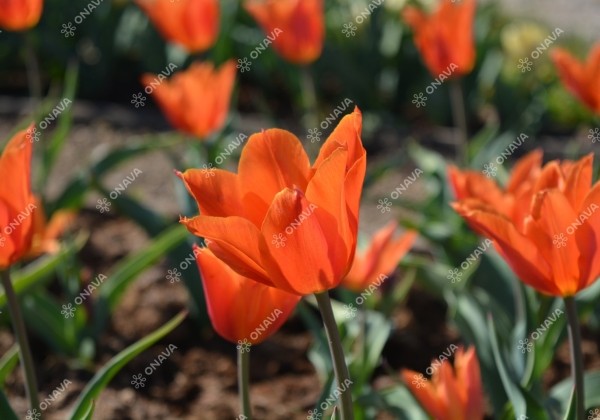 Tulipa, lilijziedu Ballerina 11/12