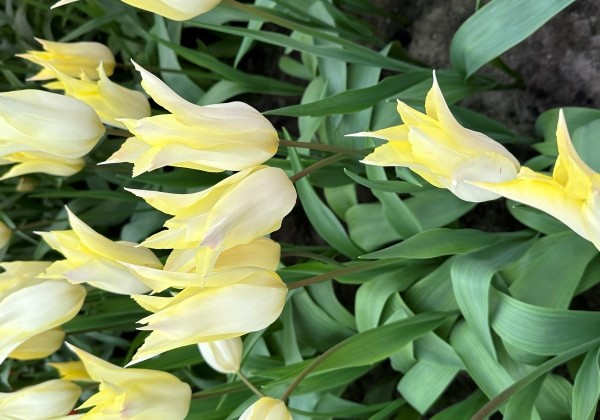 Tulipa, lilijziedu Johan Cruyff 11/12