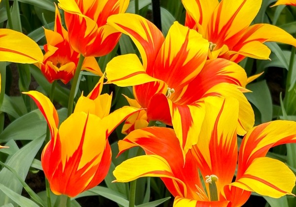 Tulipa, lilijziedu Firework 11/12