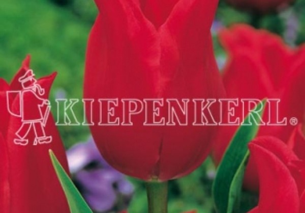 Tulipa, lilijziedu Pretty Woman 11/12