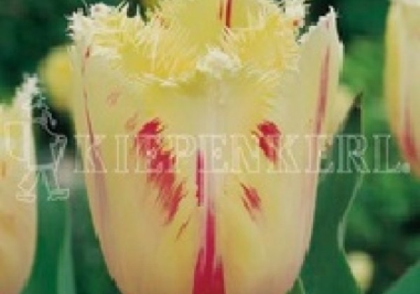 Tulipa, bārkstaina Carrousel 11/12