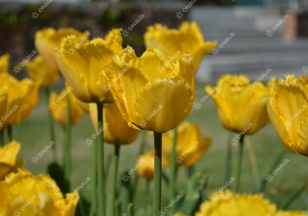 Tulipa, bārkstaina Hamilton 11/12