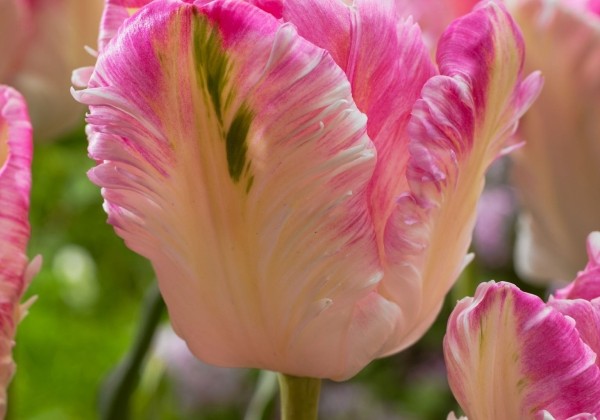 Tulipa, papagaiļziedu Cabanna11/12