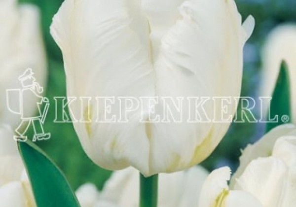 Tulipa, papagaiļziedu White Parrot 11/12