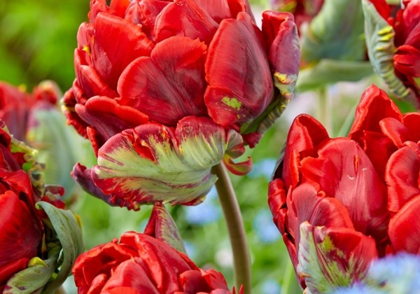 Tulipa, papagaiļziedu Rococo Double 11/12