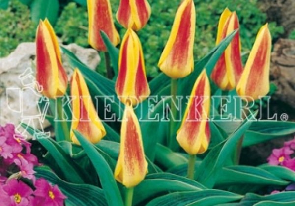 Tulipa, Kaufmaņa Giuseppe Verdi 11/12