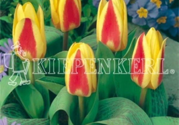 Tulipa, Kaufmaņa Glück 11/12