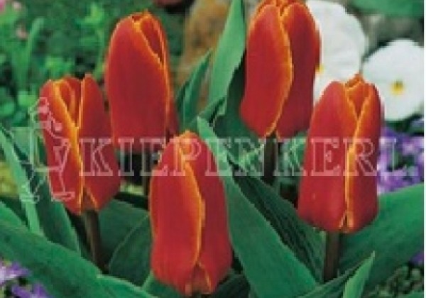 Tulipa, Kaufmaņa Early Harvest 11/12