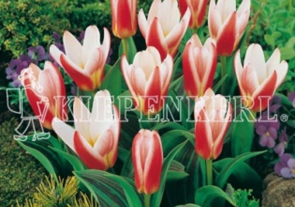 Tulipa, Kaufmaņa Heart's Delight 11/12