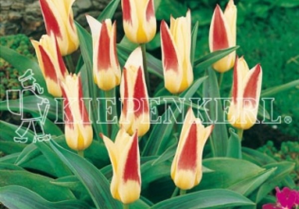 Tulipa, Kaufmaņa Johann Strauss 11/12