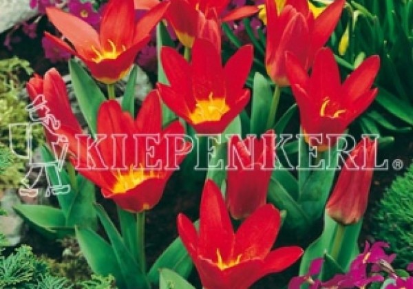Tulipa, Kaufmaņa Scarlet Baby 11/12