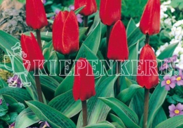 Tulipa, Kaufmaņa Showwinner 11/12