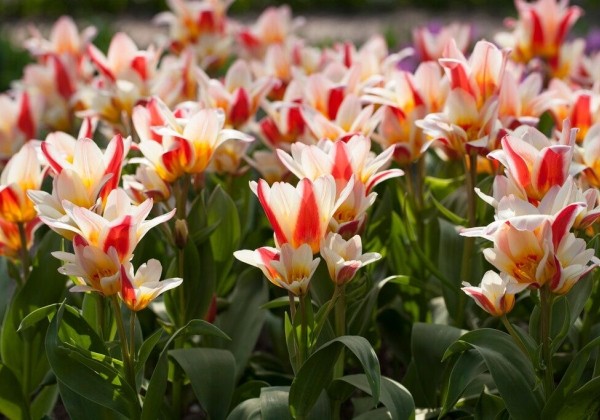 Tulipa, Kaufmaņa Floresta 11/12