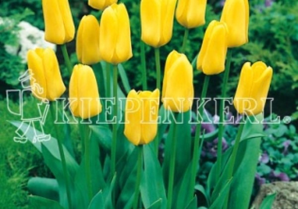Tulipa, Fostera Candela 11/12