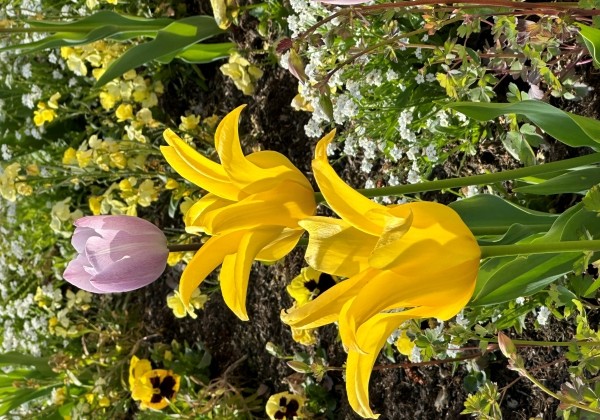 Tulipa, Fostera Crown Jewel 11/12