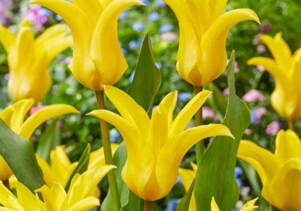 Tulipa, Fostera Crown Jewel 11/12