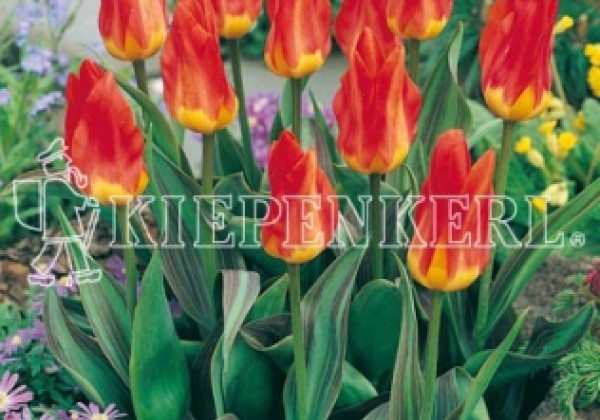 Tulipa, Fostera Juan 11/12