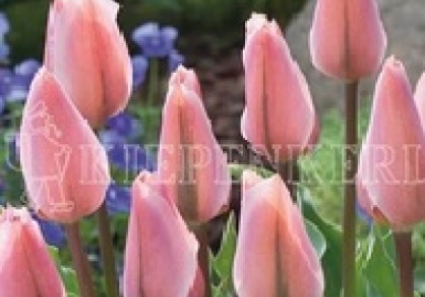 Tulipa, Fostera Albert Heijn 11/12