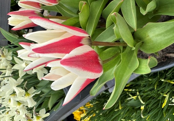 Tulipa, Fostera Border Legend 11/12