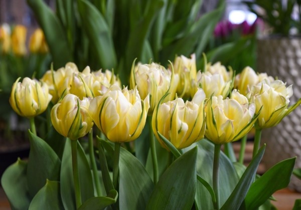 Tulipa, Fostera Sweet Valley 11/12