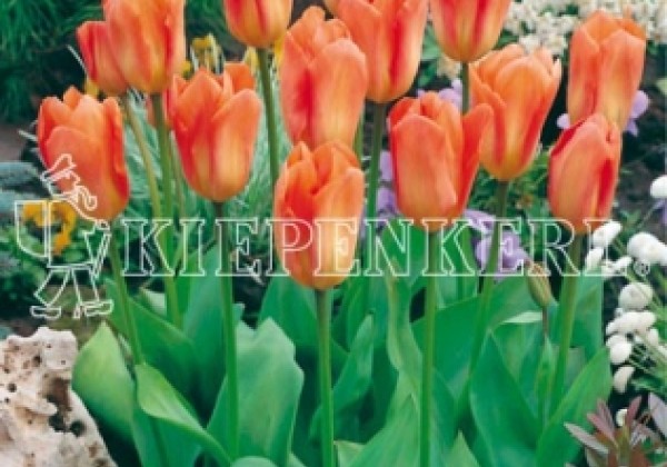 Tulipa, Fostera Orange Emperor 11/12