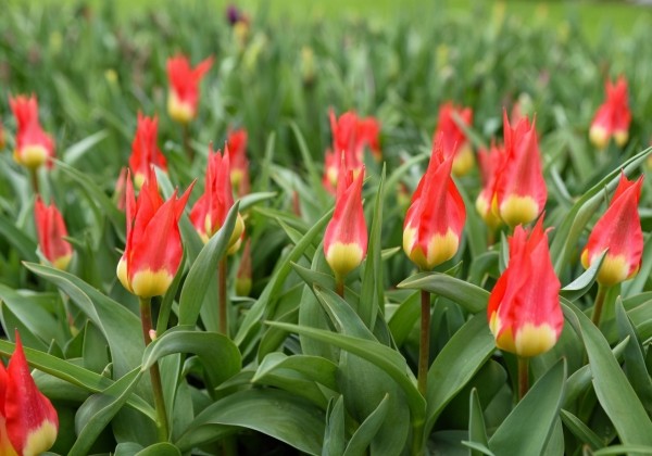 Tulipa, Fostera Flames Mystery 11/12