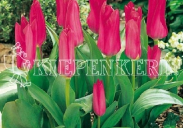 Tulipa, Fostera Solva 11/12