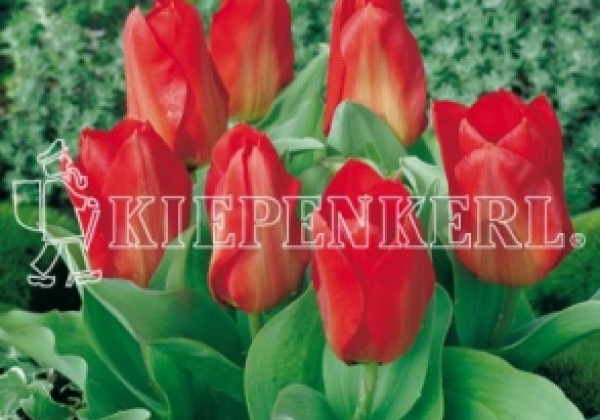 Tulipa, Fostera Princeps 11/12