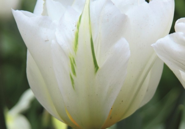 Tulipa, Fostera Exotic Emperor 11/12