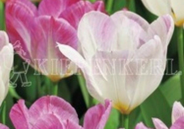 Tulipa, Fostera Flaming Purissima 11/12