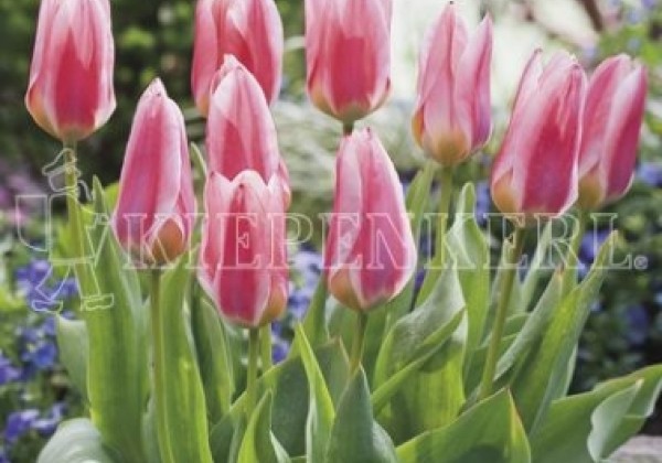 Tulipa, Fostera Rosy Dream 11/12