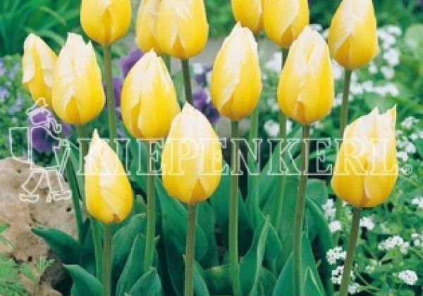 Tulipa, Fostera Sweetheart 11/12