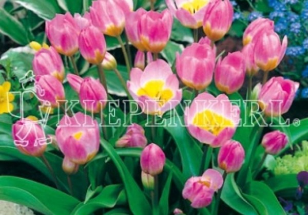 Tulipa bakeri Lilac Wonder 6/+