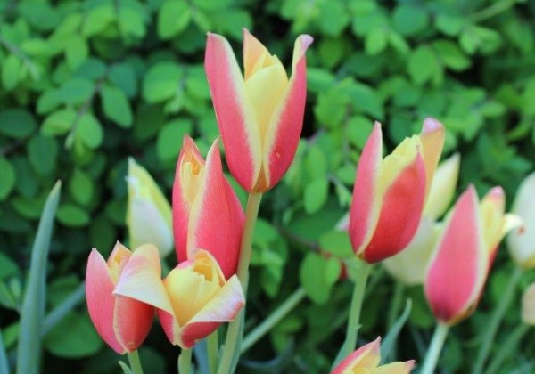 Tulipa clusiana Cynthia 6/+