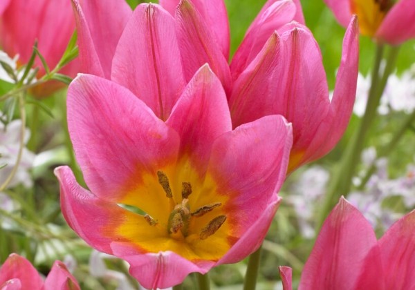Tulipa clusiana Daniella