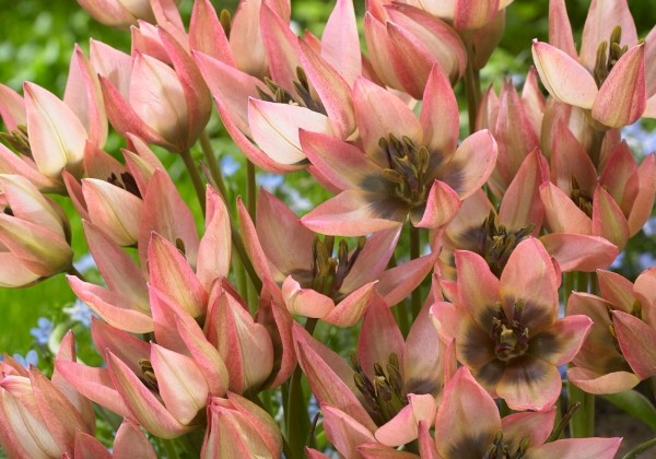 Tulipa clusiana Danique 6/+