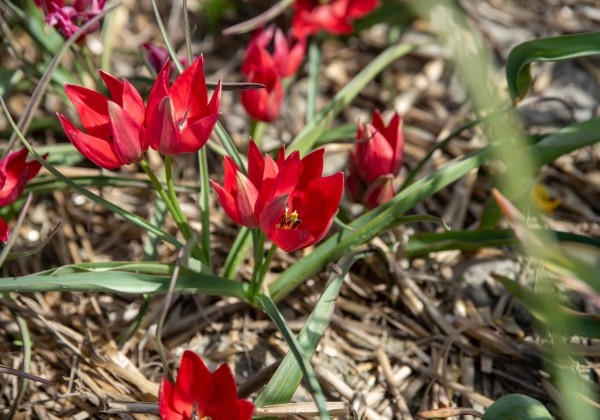 Tulipa spec. Fenna