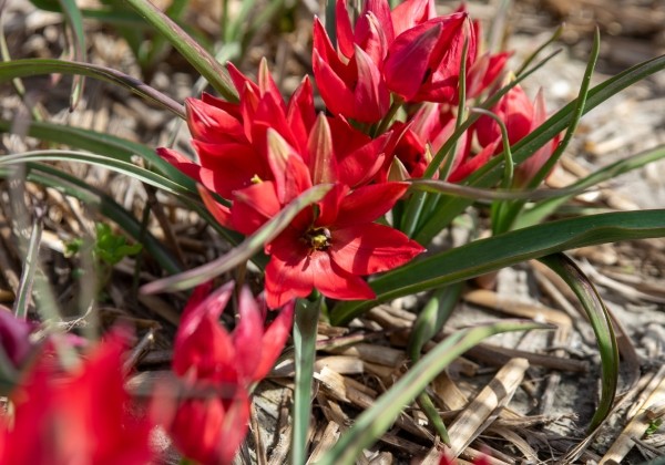 Tulipa spec. Fenna