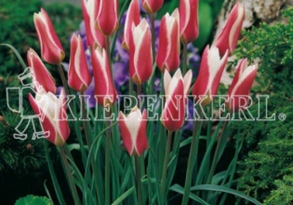 Tulipa clusiana 5/+