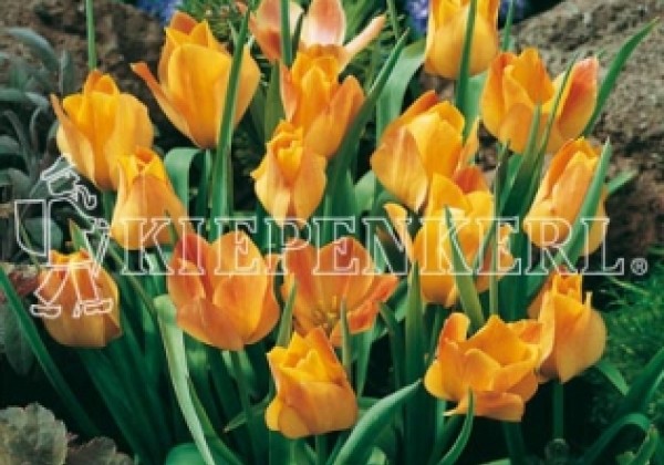 Tulipa batalinii Bright Gem 6/+