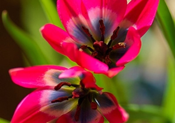 Tulipa humilis Little Beauty 6/+