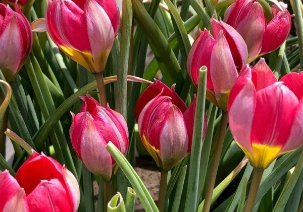 Tulipa humilis Little Beauty 6/+