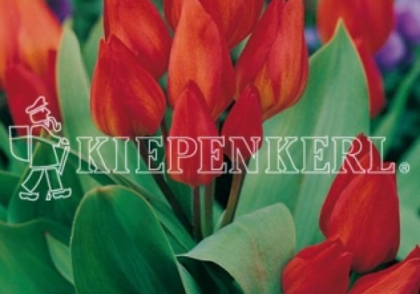 Tulipa praestans Fusilier 11/12