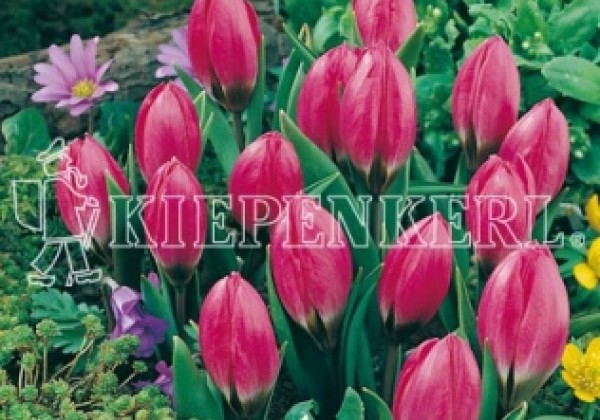 Tulipa humilis Violacea Black Base 6/+
