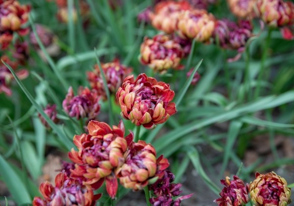 Tulipa humilis Samantha 6/+