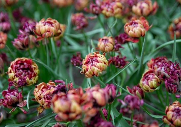 Tulipa humilis Samantha 6/+