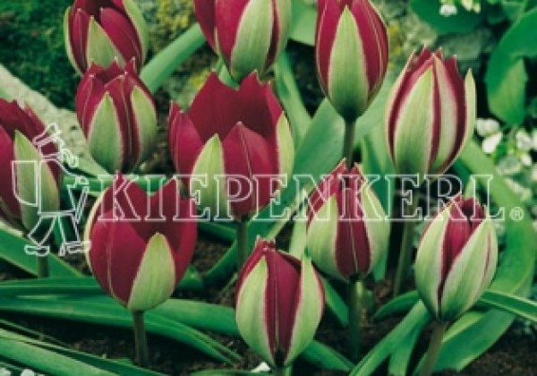 Tulipa humilis Persian Pearl 5/+