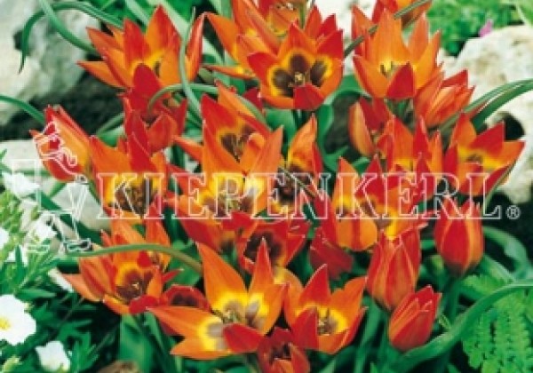 Tulipa Little Princess 6/+